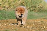 CHOW CHOW 263